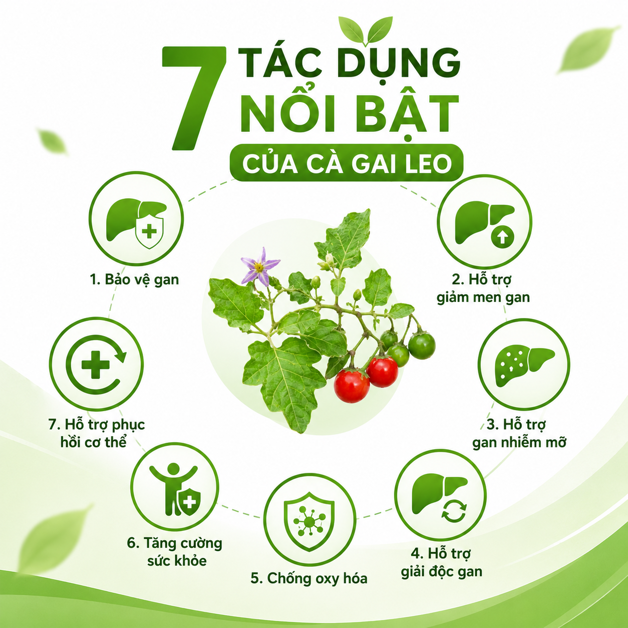 7 Tác dụng nổi bật của cà gai leo