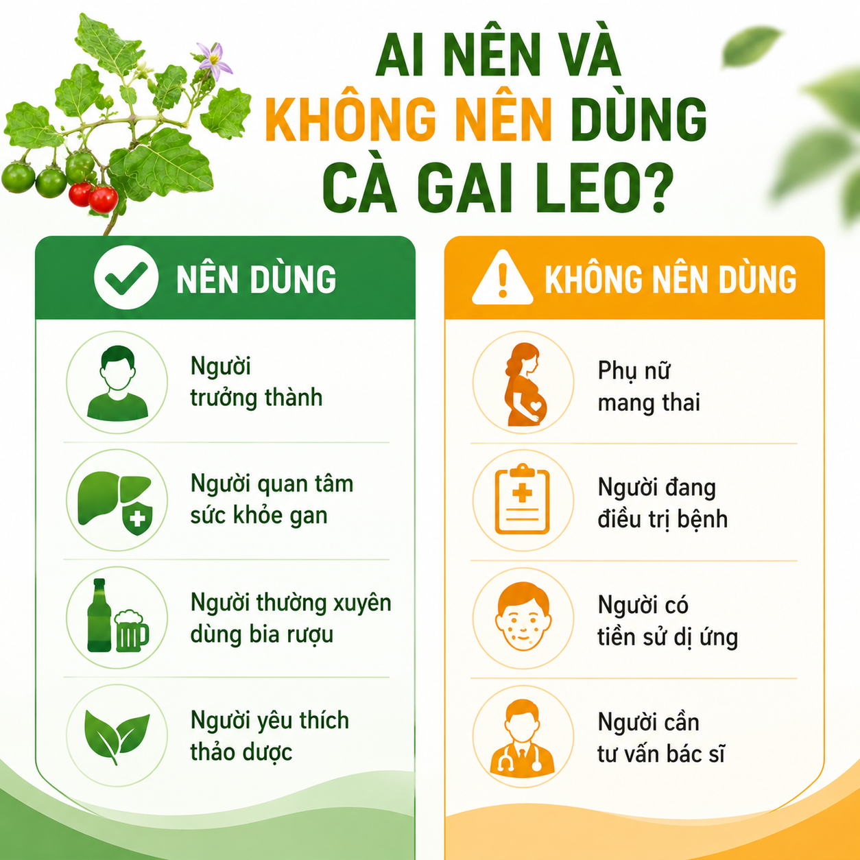 Ai nên dùng và không nên dùng cà gai leo