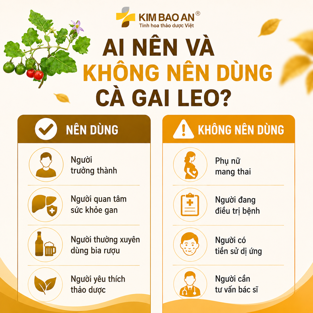 Ai nên dùng và không nên dùng cà gai leo