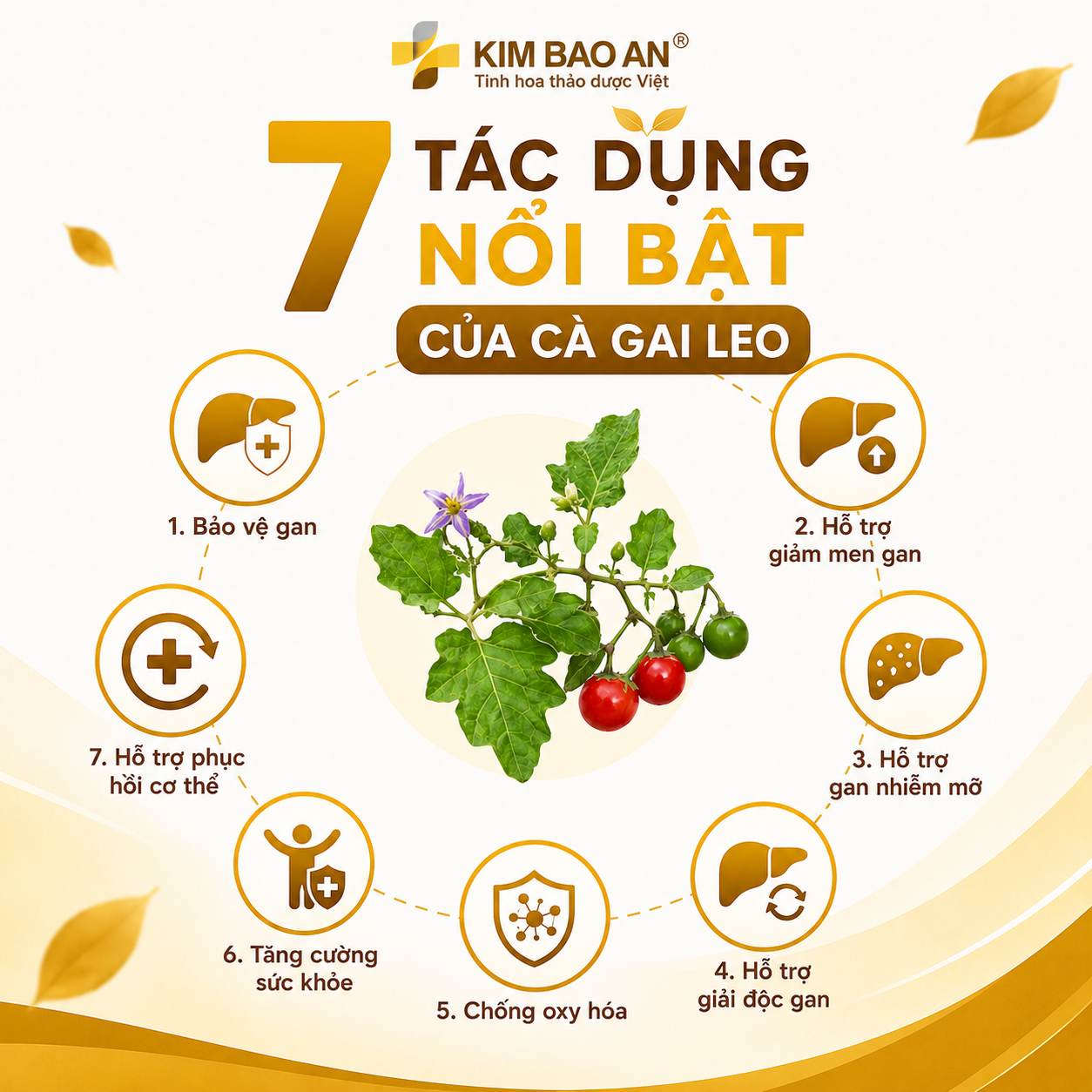 7 Tác dụng nổi bật của cà gai leo