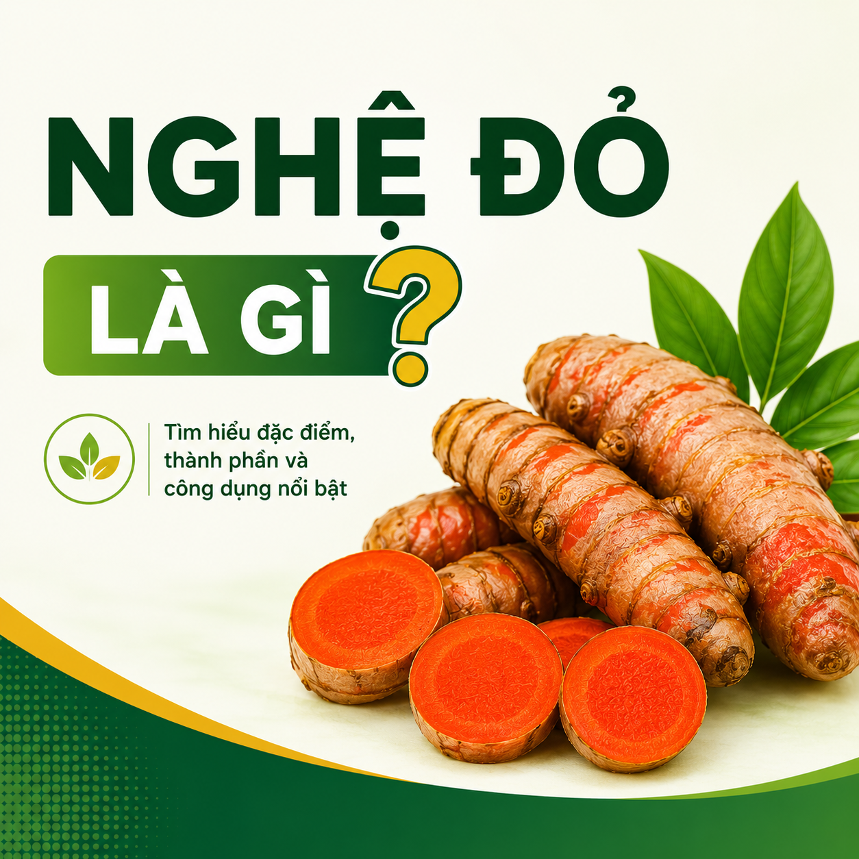Nghệ đỏ là gì? Tìm hiểu đặc điểm thành phần và công dụng nổi bật