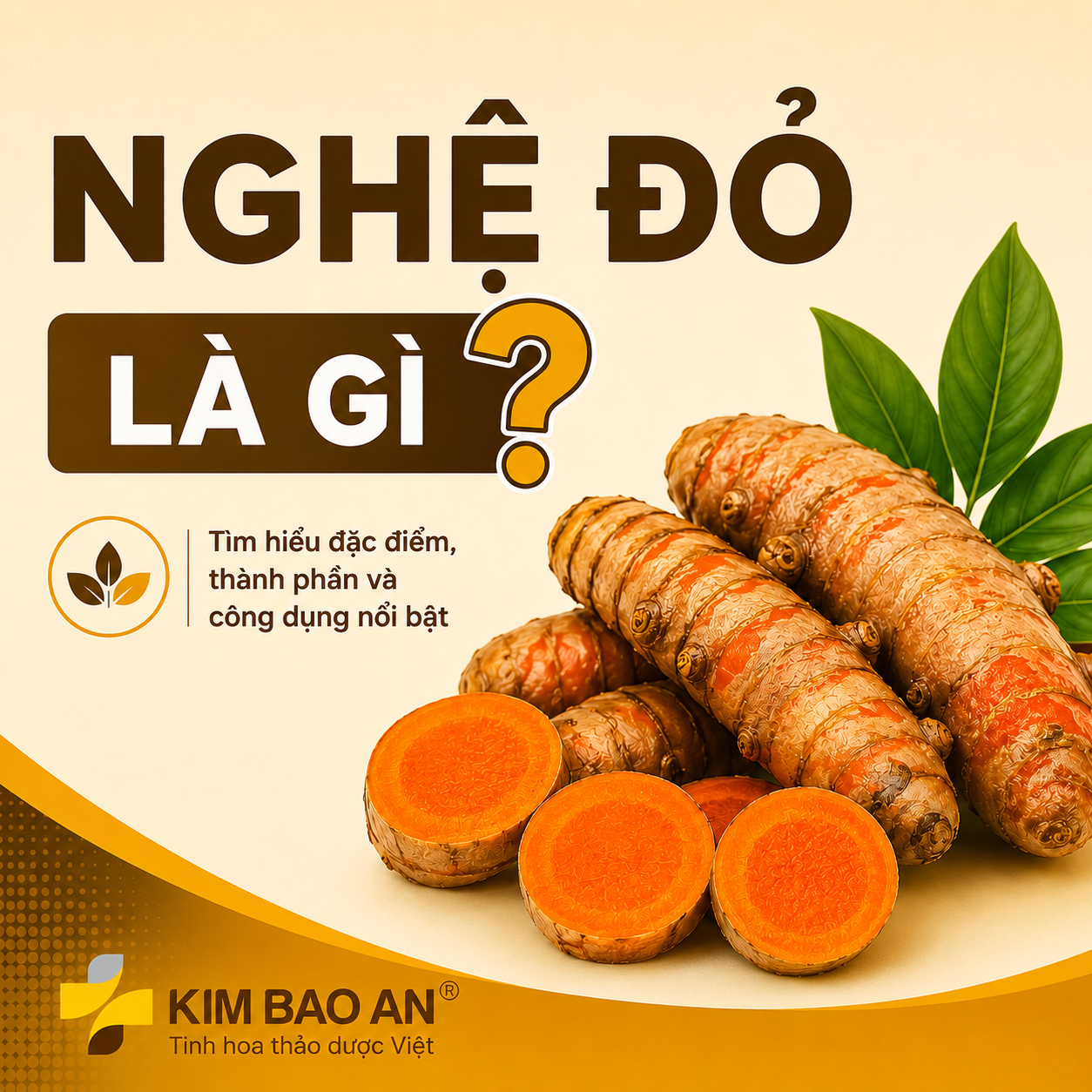 Nghệ đỏ là gì? Tìm hiểu đặc điểm thành phần và công dụng nổi bật