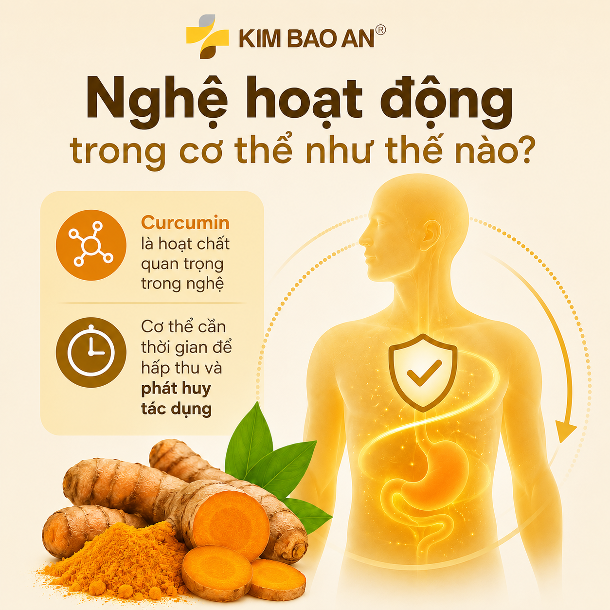 Nghệ hoạt động trong cơ thể như thế nào?