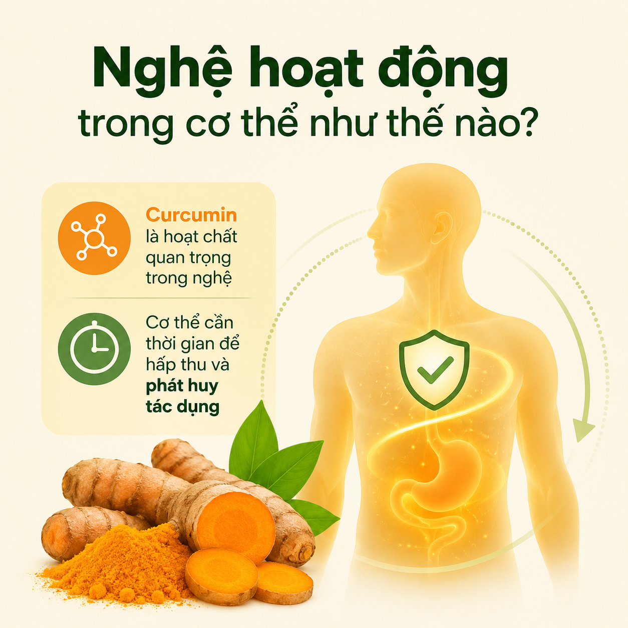 Nghệ hoạt động trong cơ thể như thế nào?