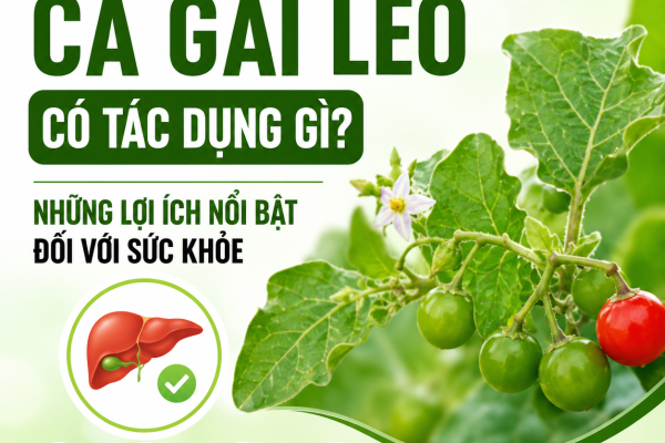 7 Tác Dụng Của Cà Gai Leo Được Nhiều Người Quan Tâm