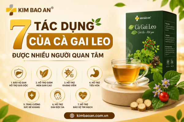 7 Tác Dụng Của Cà Gai Leo Được Nhiều Người Quan Tâm